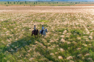 Пешком, верхом на коне, в бричке или на велосипеде - музей-заповедник «Куликово поле» приглашает на необычные экскурсии по ковыльной степи