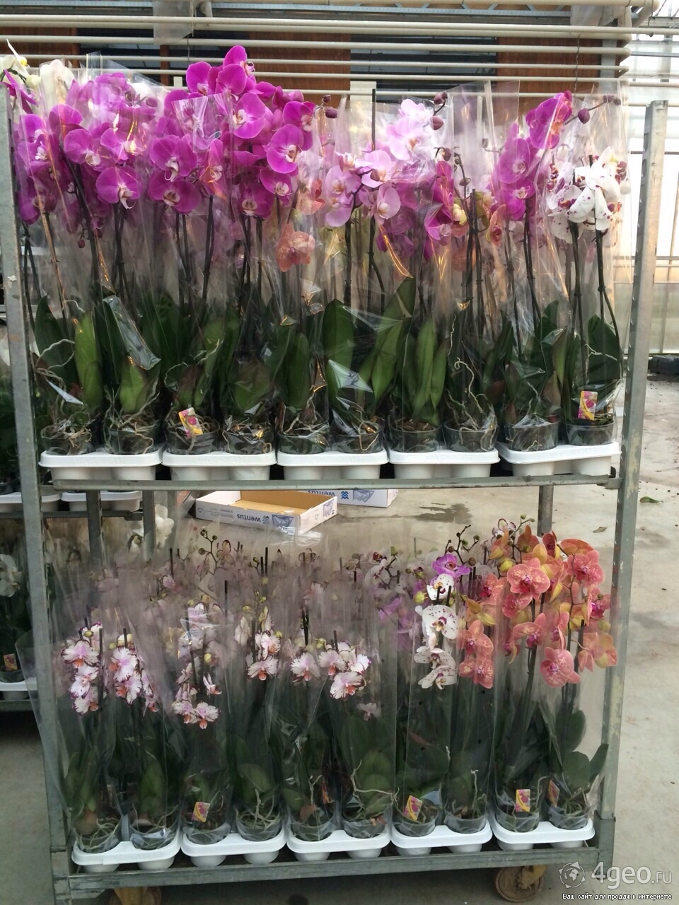 Где Можно Купить Орхидеи Дешевле