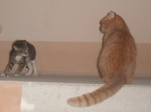 Два бездомных кота очень ждут своих хозяев.