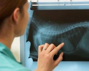 Рентген для животных - когда исследование жизненно необходимо питомцу?