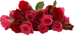Эквадорские розы на последний звонок и выпускной.