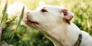 Аллергия у собак - популярные мифы и реальность