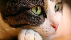 Виды вирусных заболеваний кошек: симптомы, лечение, профилактика