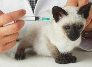 Вакцинация животных в Туле – всё, что следует знать хозяину о прививках