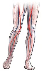 УЗДГ вен и артерий нижних конечностей – когда необходимо обследование?