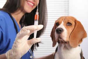 Вакцинация домашних животных в Оренбурге