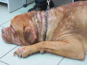 Атопический дерматит у собак и кошек - признаки заболевания, лечение