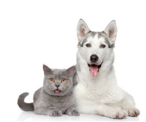 Льготная стерилизация кошек и собак в Оренбурге!