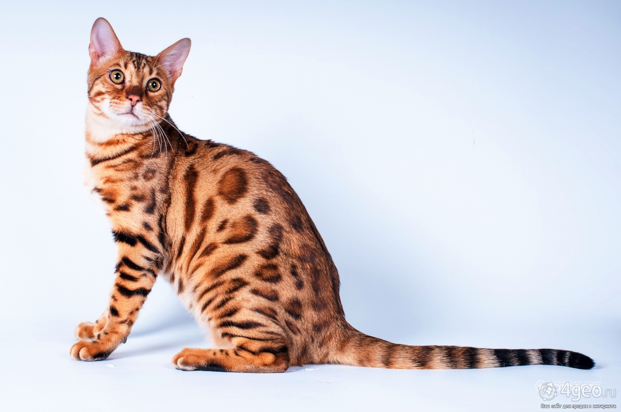 Рассмотрите фотографию кошки дикого окраса породы бенгальская. Бенгальская кошка. Бенгальская короткошерстная. Кошки бенгальской породы. Бенгал Барс Бенгальская кошка.