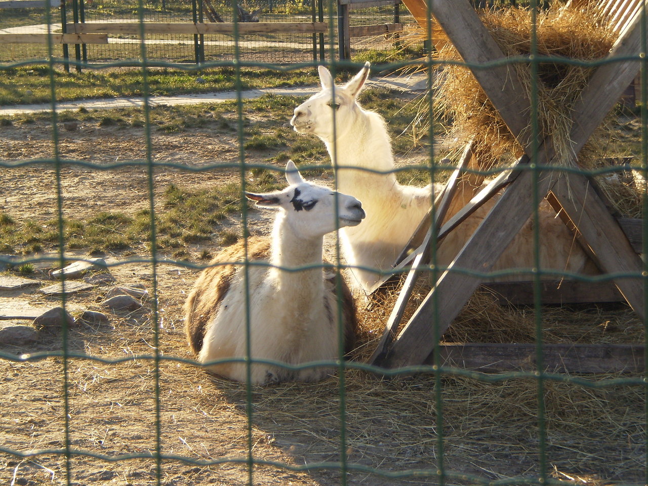 Животные ярославского зоопарка фото с названиями
