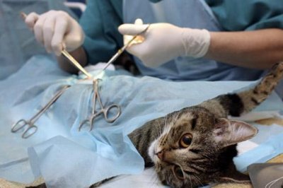 хирургия животным в туле
